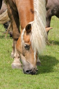 Horse head meadow grass photo