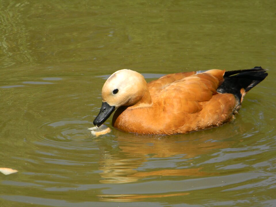 Nature brown feathers black beak