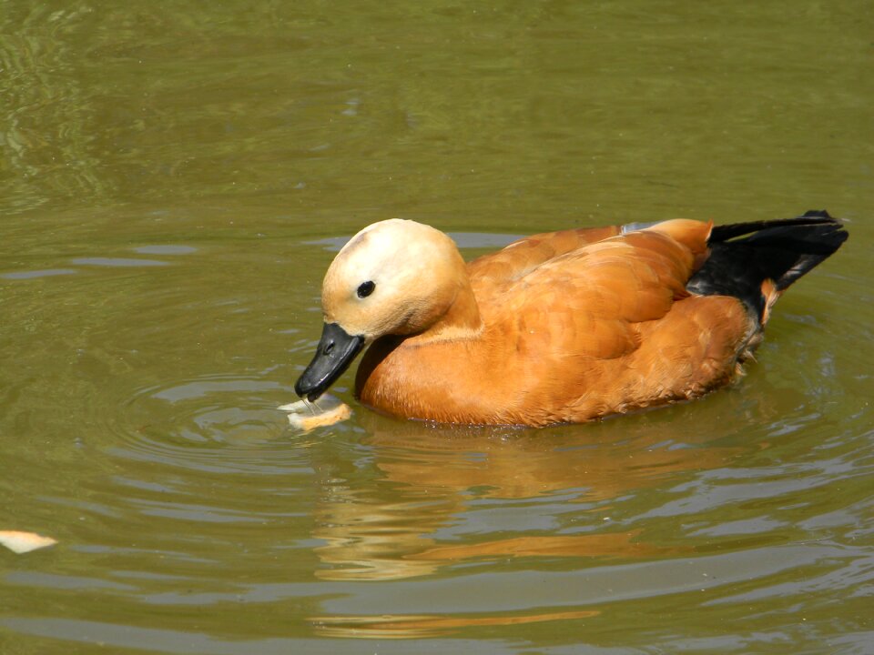 Nature brown feathers black beak photo