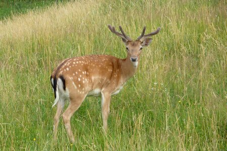 Cervid dama dama fallow deer