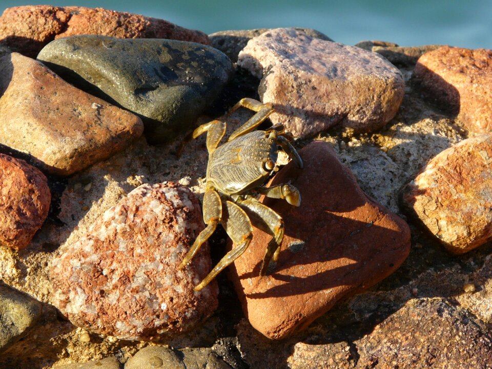 Stone red sea egypt