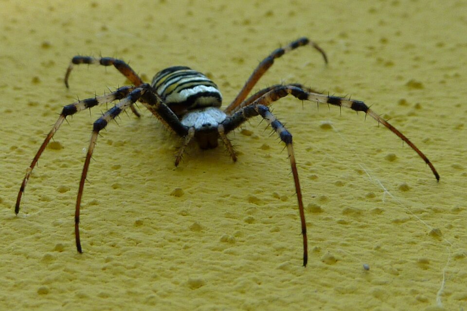 Argiope bruennichi spider insect
