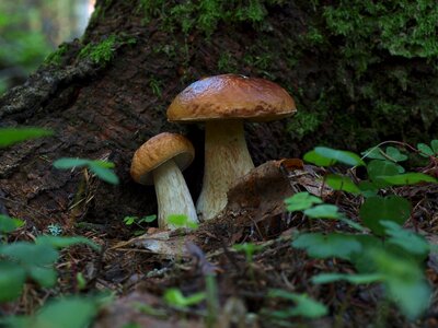 White boletus couple