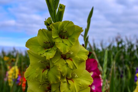 Bloom plant field of flowers