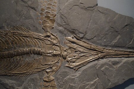 Skeleton fossilized petrification photo