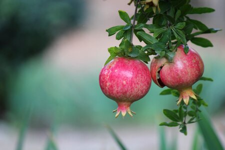 Pomegranate cyprus vacations