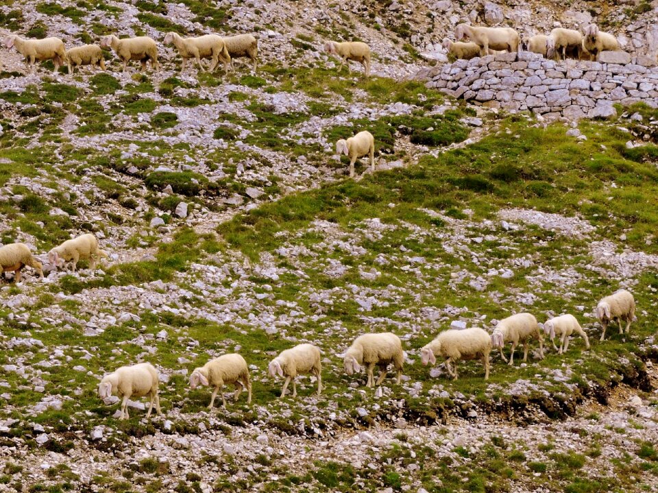 Grass animal sheep