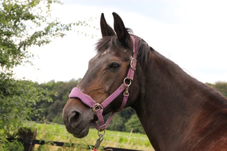 Westphalian mare portrait