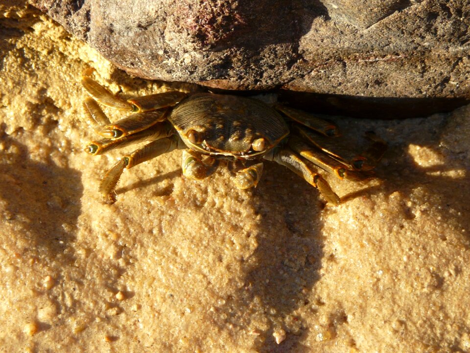 Stone red sea egypt