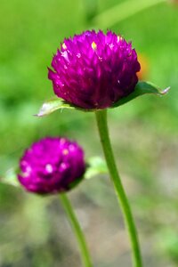 Bloom violet flower photo