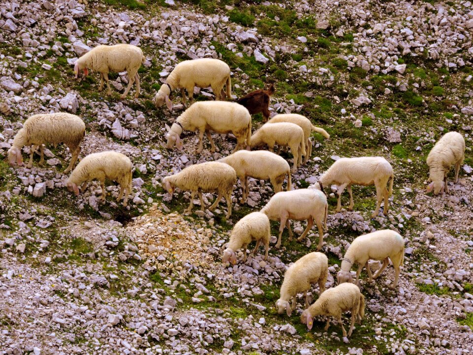 Flock sheep animal