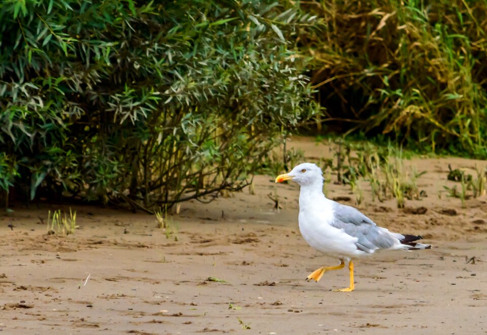 Water bird elbe beach