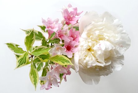 Flower bouquet flowers bouquet blooming