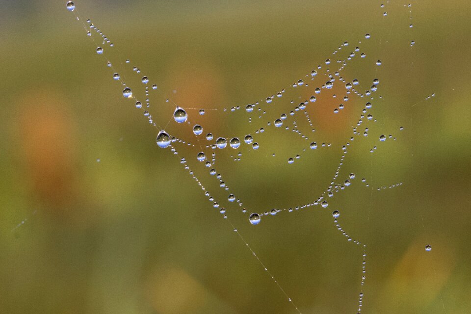 Dewdrop morgentau drop of water
