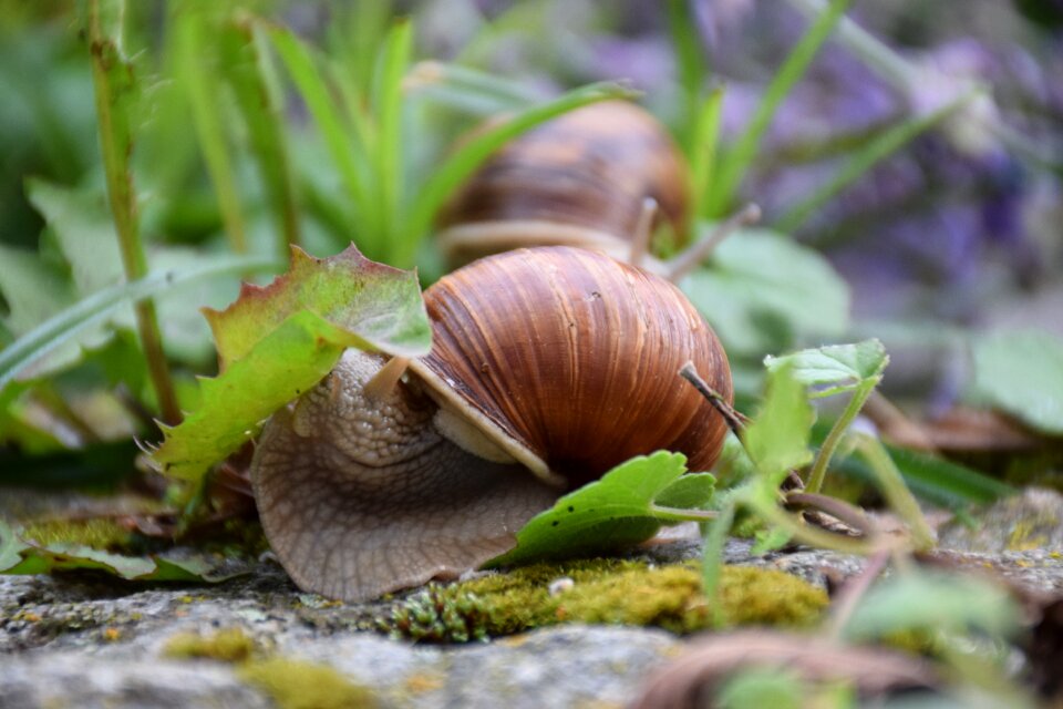 Plage garden nature