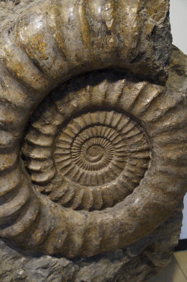 Fossilized petrification stone