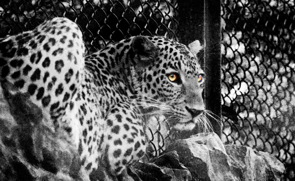 Wild animal dangerous