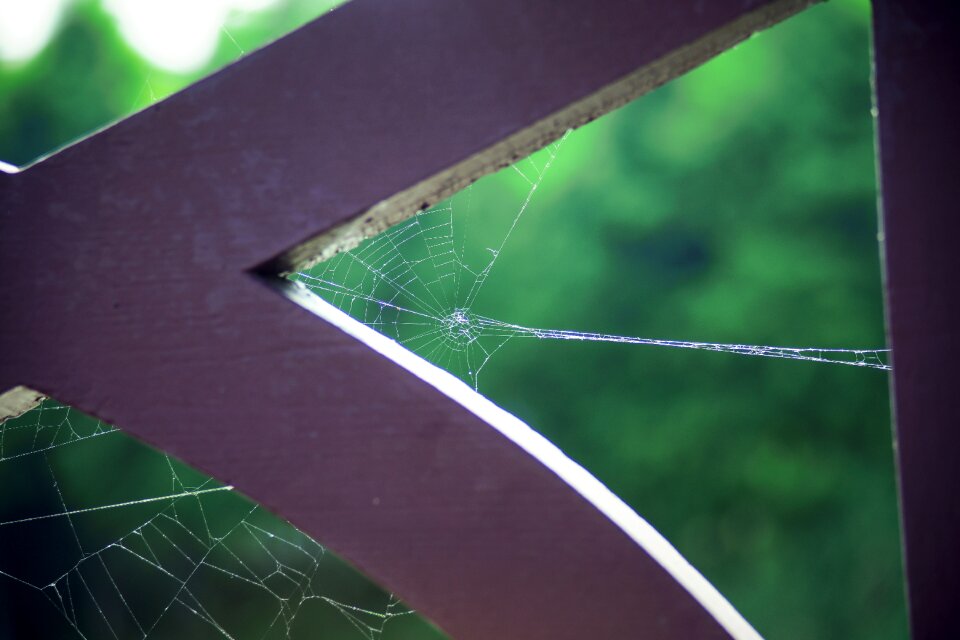 Park natural cobweb
