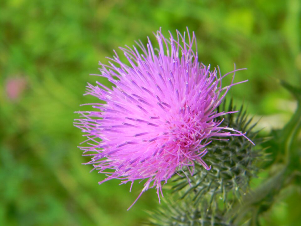 Thistle flower nature