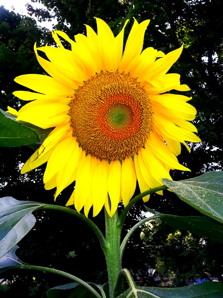 Yellow flower