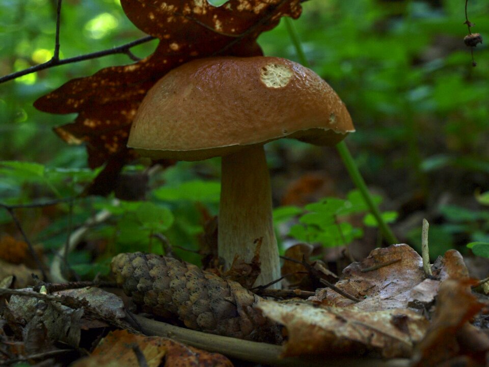Rough boletus mushroom forest