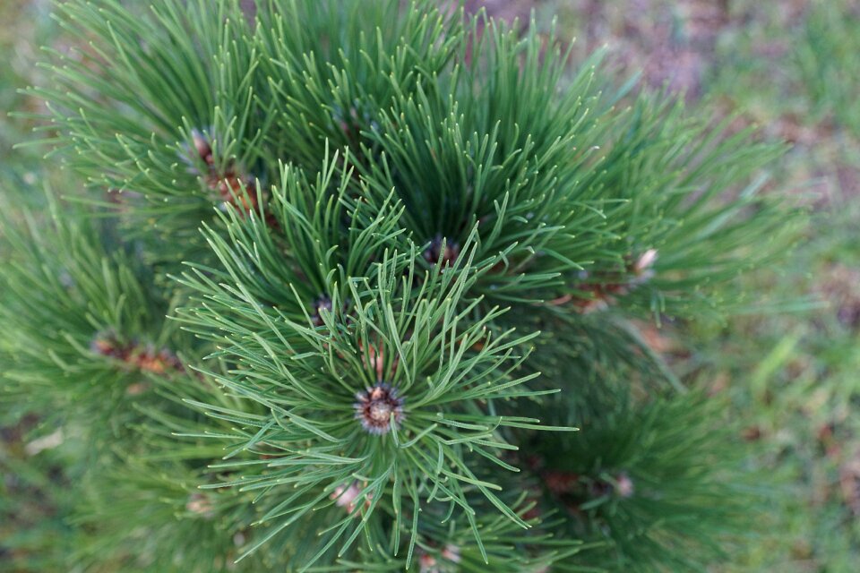 Spur garden forest