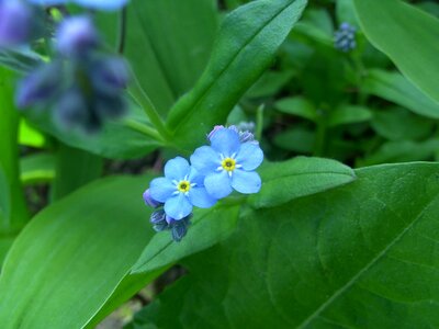 Do not forget me blue flower cute photo