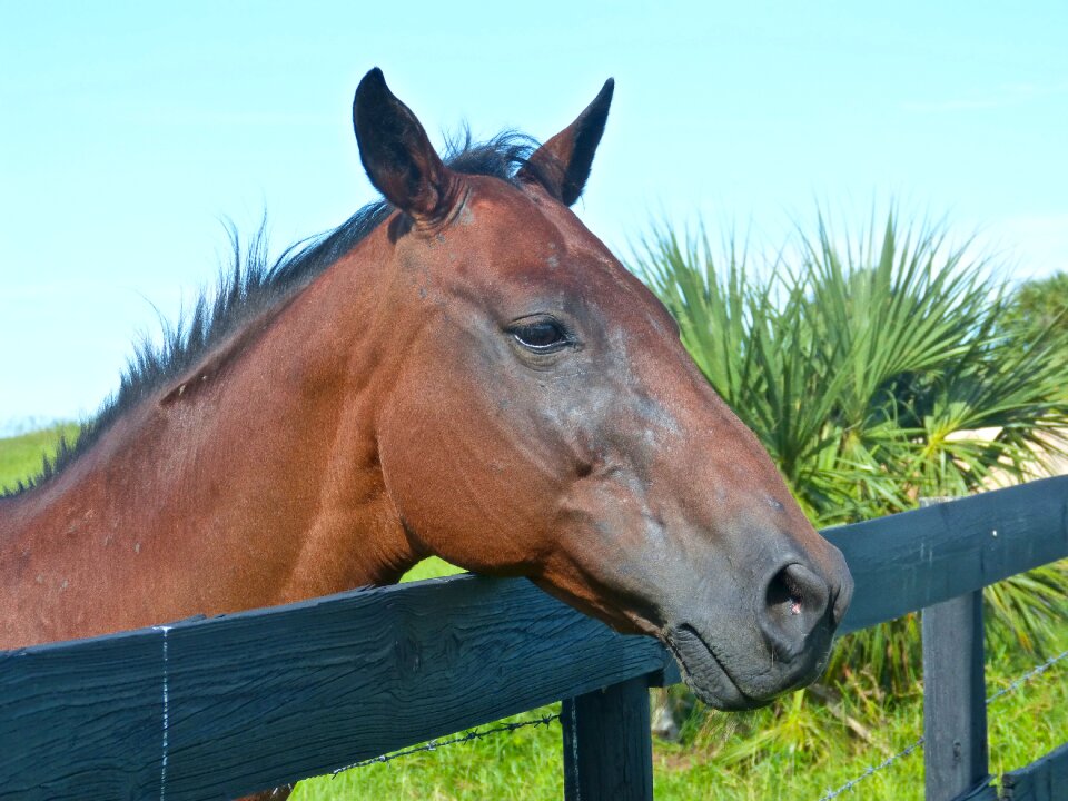 Mare alpha mare pasture
