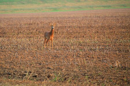 Fallow deer stubble nature photo