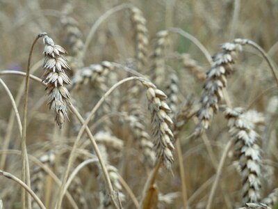 Field harvest cornfield