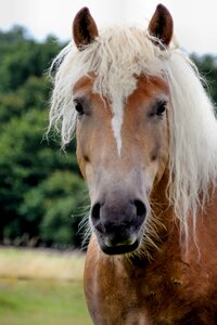 Haflinger portrait gelding
