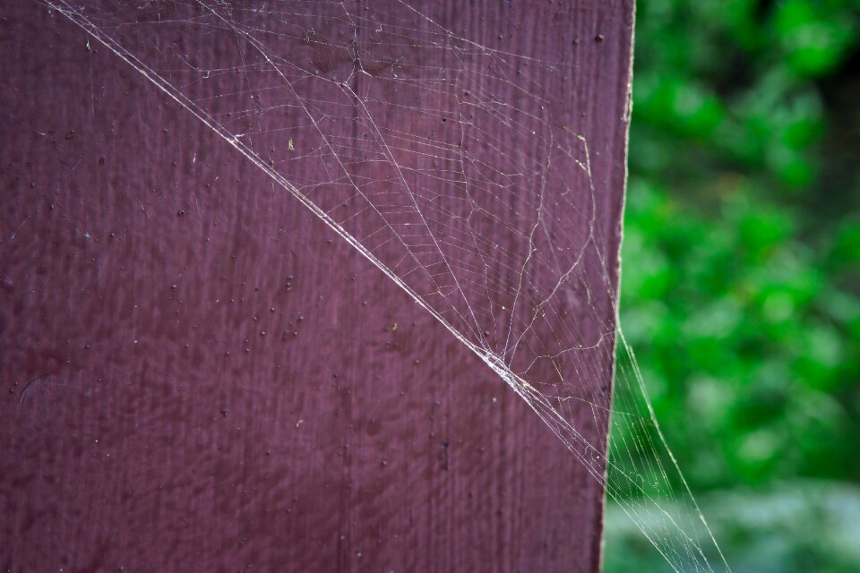 Park natural cobweb