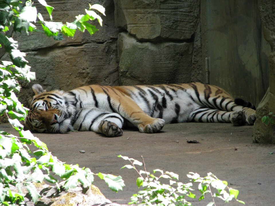 Animal lazy zoo photo