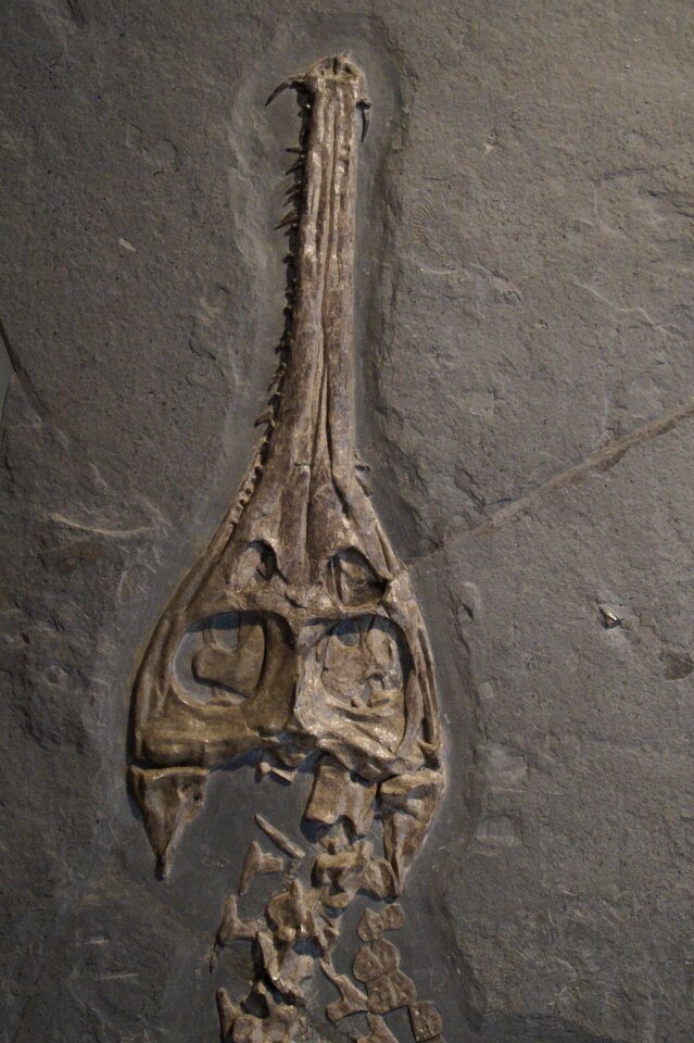 Skeleton crocodile hagbard