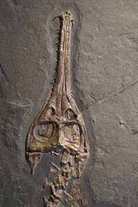 Skeleton crocodile hagbard photo