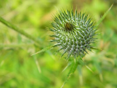 Thistle nature spines
