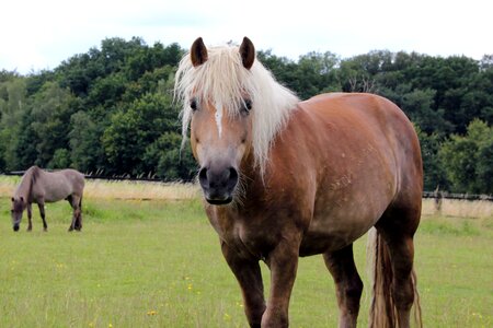 Pasture attention gelding