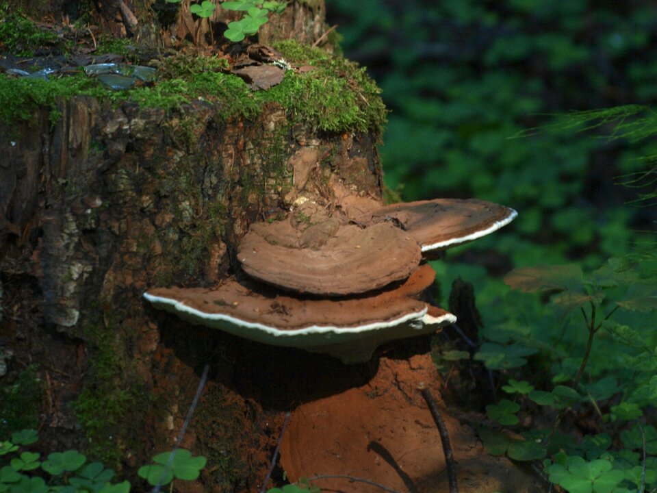 Tree fungus nature moss
