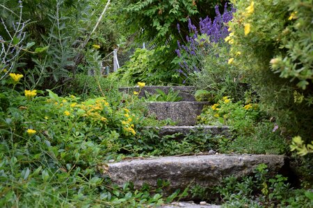 Nature lonely garden