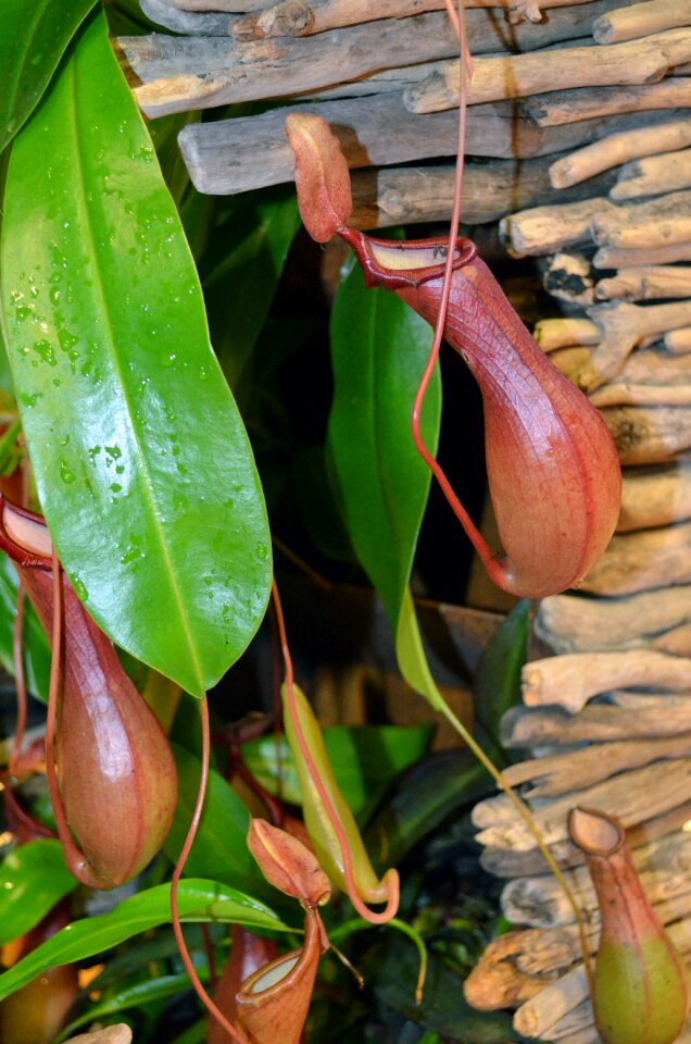 Carnivore houseplant tropics