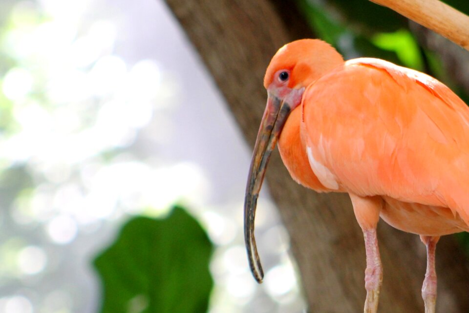 Wild bright color
