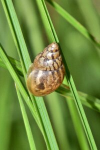 Land snail spiral cone photo