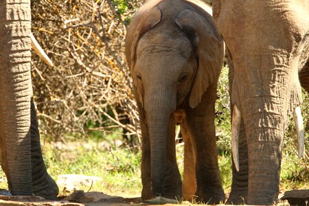 Baby fauna savannah
