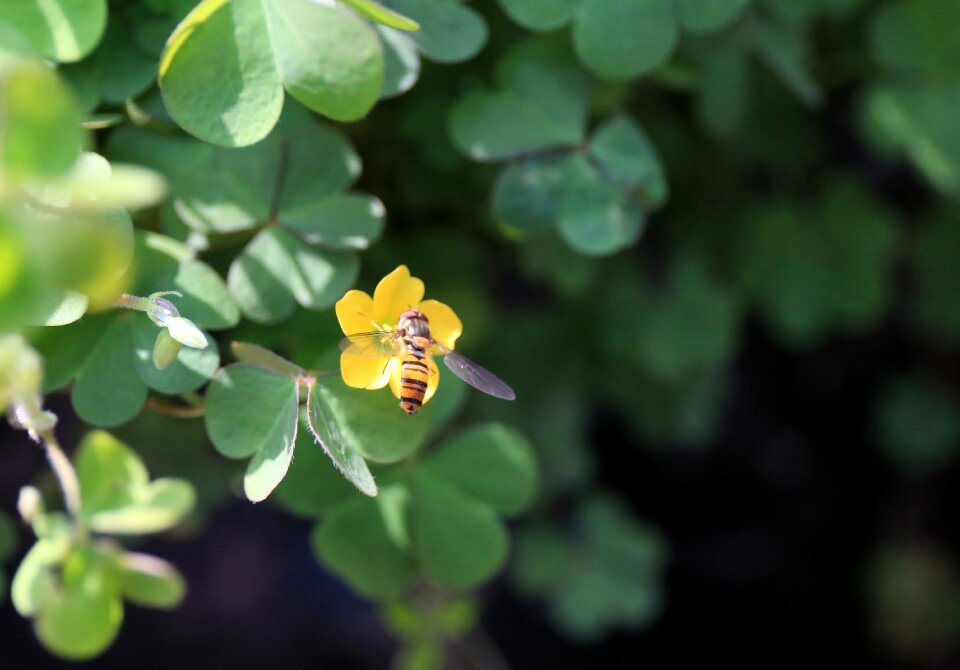 Clover burt's bees collecting nectar
