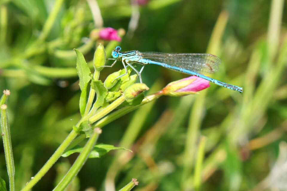 Outdoors macro green