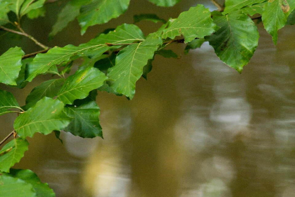 Branches nature branch