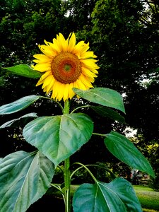 Flower yellow
