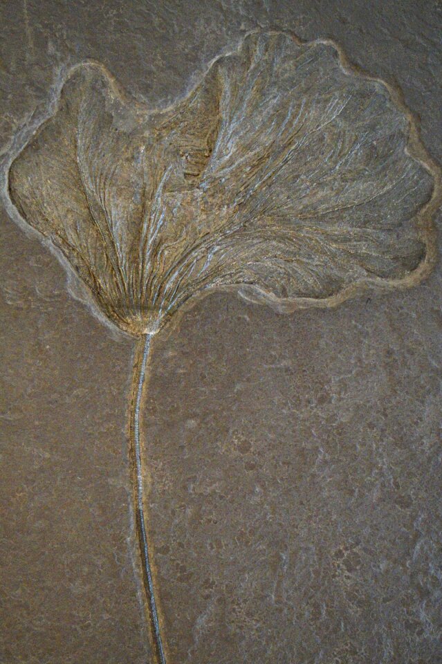 Petrification stone petrified