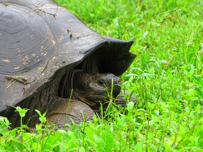 Nature animals fauna