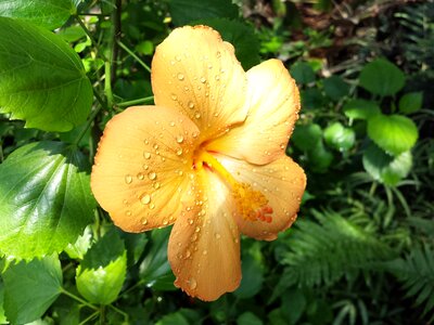 Orange dewdrop raindrop